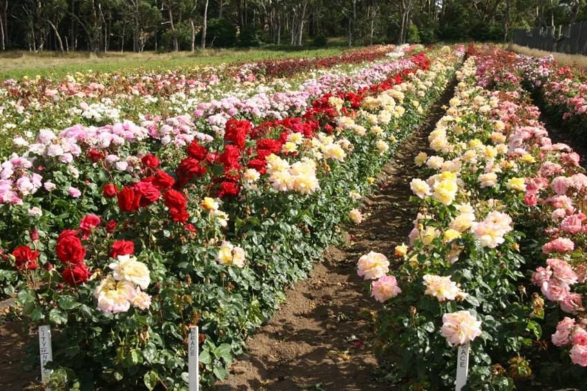 Connect Coaches Garden Tours Image -62b9925679537